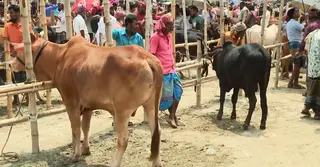 বরিশালে জমতে শুরু করেছে কোরবানির পশুর হাট, গো-খাদ্যের অজুহাতে দাম বাড়তি