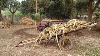 ব্রাহ্মণবাড়িয়ায় আখ থেকে গুড়ের উৎপাদন কমছে