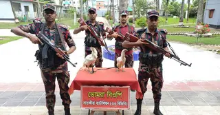 সাতক্ষীরা সীমান্তে ৮০ হাজার টাকার ভারতীয় ফাইটার মোরগ জব্দ