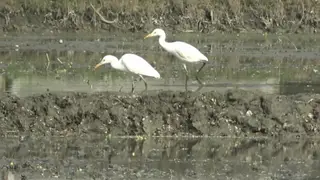 জলাশয় ভরাট ও গাছ কাটায় বিলুপ্তির পথে বক