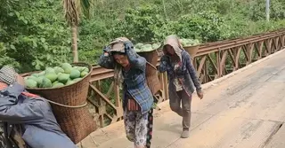 বান্দরবানে বাড়ছে রাংগোয়াই আমের চাষ