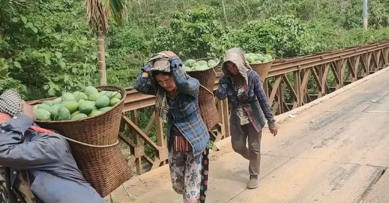 বান্দরবানে বাড়ছে রাংগোয়াই আমের চাষ