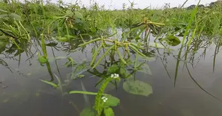বরগুনায় কালবৈশাখির তাণ্ডব; পানিতে ভাসছে কৃষকের কষ্টের ফসল