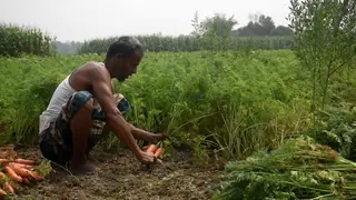 দেশে চাহিদার অর্ধেক গাজর সিংগাইরে উৎপাদন হচ্ছে