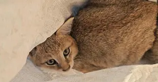 নেত্রকোণায় আরও দুটি মেছো বিড়ালের ছানা উদ্ধার