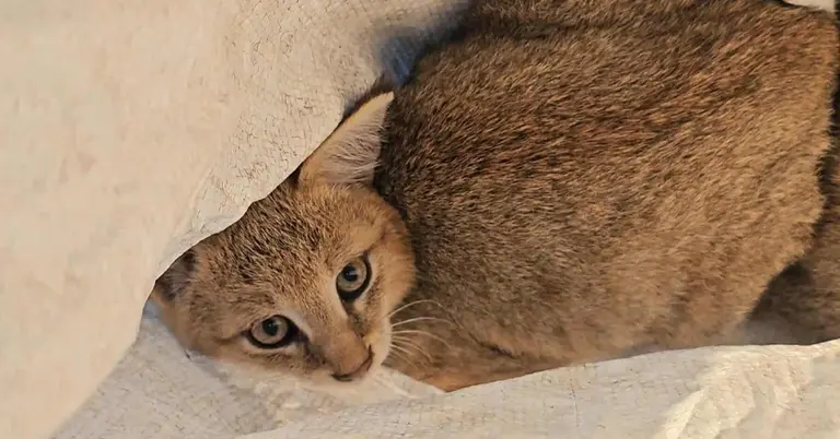 উদ্ধার হওয়া মেছো বিড়ালের ছানা