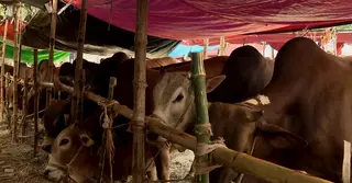 এবার চাঁদা উঠছে ‘গরুপ্রতি’; টার্গেট ১৯৫ কোটি টাকা!