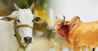 দুই ভাই মিলে এক ভাগে কোরবানি দেয়া কি জায়েজ? জেনে নিন ইসলামের বিধান