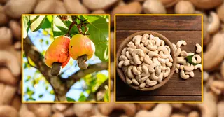 কাজু বাদাম: পুষ্টিগুণ ও উপকারিতা