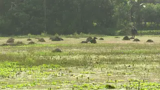 জলাবদ্ধতায় শীতকালীন সবজি চাষ থেকে বঞ্চিত চাঁদপুরের কৃষকরা