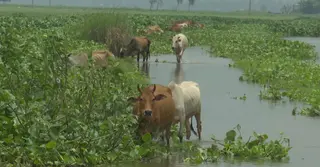 শ্রাবণের শেষভাগে এসেও চলনবিলে পানি নেই