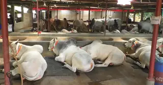 চুয়াডাঙ্গায় বড় গরু নিয়ে চিন্তায় খামারিরা