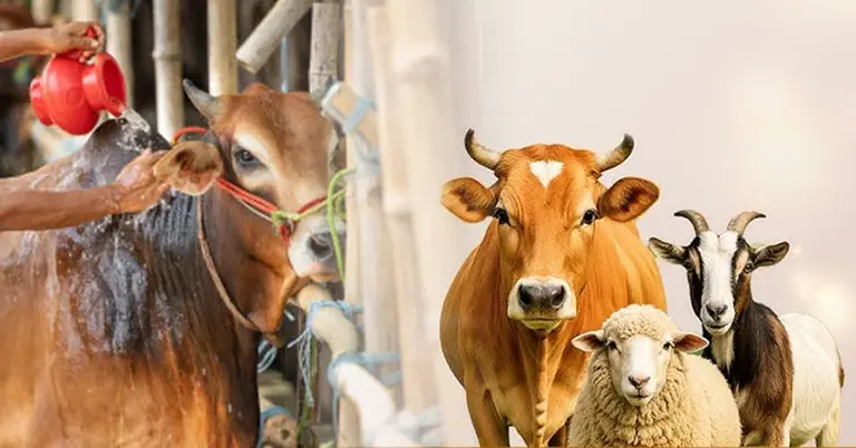 কোরবানির পশু জবেহ করার সুন্নাহ পদ্ধতি