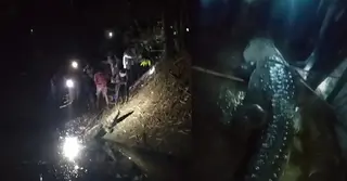 স্থানীয়দের ফাঁদে ধরা পড়লো পদ্মার শাখা নদীর কুমির