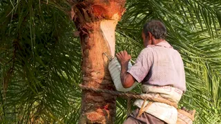 নিপাহ ভাইরাসে আক্রান্তদের মৃত্যুহার ৭১ শতাংশ