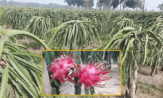 ঝিনাইদহে ড্রাগন ফলের বাজার ৮শ' কোটি টাকা