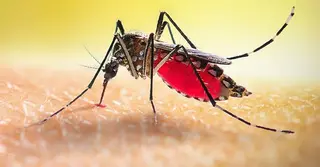 ডেঙ্গুতে আরও একজনের মৃত্যু; হাসপাতালে ভর্তি ১১৪