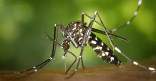 ২৪ ঘণ্টায় ডেঙ্গুতে ৫ জনের মৃত্যু, হাসপাতালে ভর্তি ১১৯৪