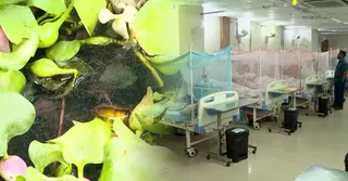 মৌসুমি বায়ুর পরিবর্তন, ভয়াবহ হতে পারে ডেঙ্গু পরিস্থিতি