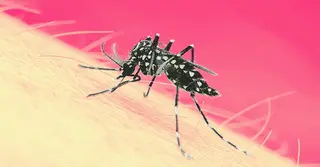 ডেঙ্গুতে আরও ২ জনের মৃত্যু, ভর্তি ৫৭৩