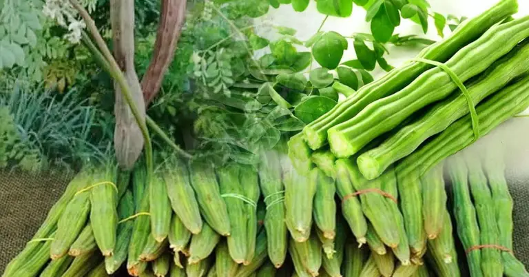 শজনে ও লাজনার পার্থক্য