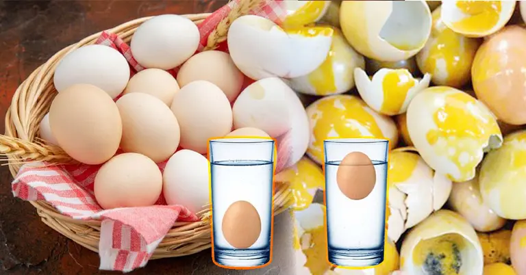 ভালো ডিম বনাম পচা ডিম