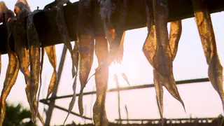 কুয়াকাটায় জমজমাট শুঁটকি মাছের বাণিজ্য