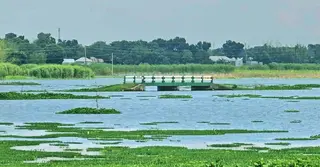 ফরিদপুরে পদ্মা, মধুমতি ও আড়িয়াল খাঁ নদীর পানি বৃদ্ধি