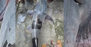 যমুনায় ধরা পড়ল বিপন্ন বাঘাইড়; বিক্রি ৫৩ হাজার টাকা