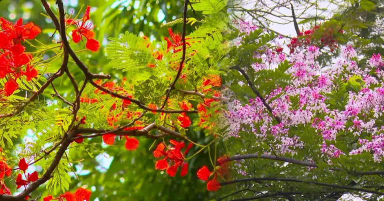 কৃষ্ণচূড়া ফুল