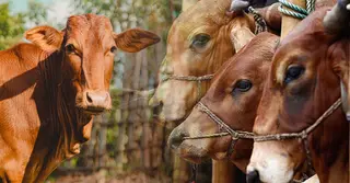 কোরবানির পশুর কোন অংশ খাওয়া নিষেধ: ইসলাম ও হাদিসের আলোকে নিষিদ্ধ ৭টি জিনিস