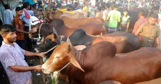 রাজধানীর হাটে ছোট ও মাঝারি গরুর চাহিদাই বেশি, সরবরাহ কমার শঙ্কা