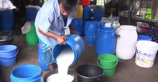 হবিগঞ্জে দুধের উৎপাদন বাড়লেও বন্ধ হচ্ছে খামার
