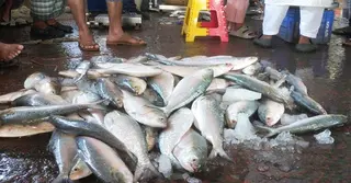 বরিশালে পাইকারি মাছ বাজারে ইলিশের দাম চড়া