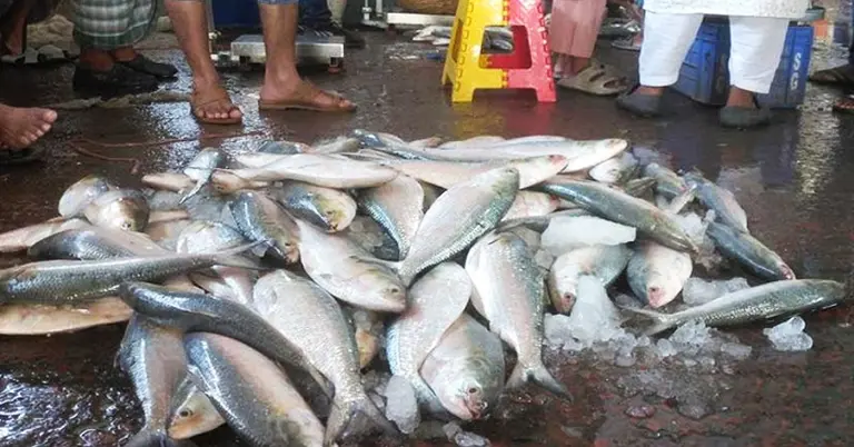বিক্রির জন্য রাখা ইলিশ মাছ