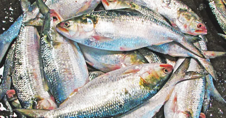 ইলিশ মাছ