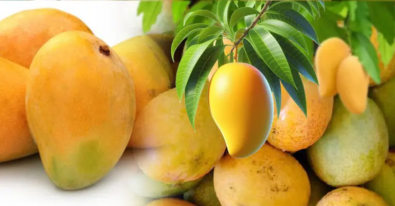পাকা আম চেনার সহজ উপায়