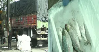 বেনাপোল বন্দরে অবৈধ ইলিশের চালান আটক