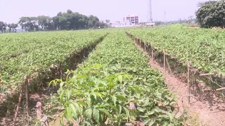 তাপপ্রবাহে ক্ষতির মুখে যশোরের সবজি উৎপাদন