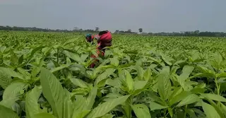 বাড়ছে পাটের উৎপাদন ব্যয়, কাঙ্ক্ষিত দর পাচ্ছেন না চাষিরা