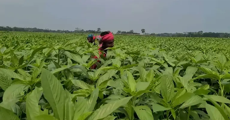 বাড়ছে পাটের উৎপাদন ব্যয়, কাঙ্ক্ষিত দর পাচ্ছেন না চাষিরা