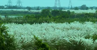 শরতের বিদায়বেলায় কাশফুলে ধূসরতার ছোঁয়া