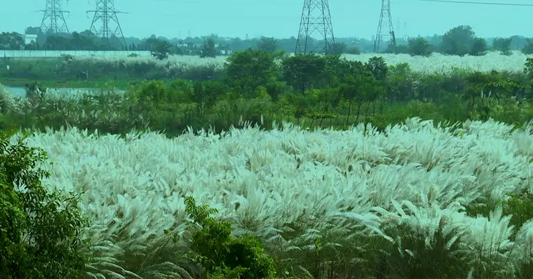 কাশফুল