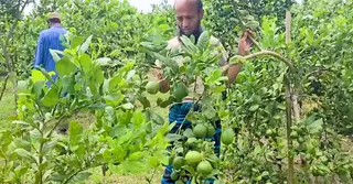 কটিয়াদীতে জনপ্রিয় হয়ে উঠছে বাণিজ্যিক লেবু চাষ