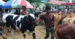 ঈদের দ্বিতীয় দিনেও চলছে পশু কোরবানি