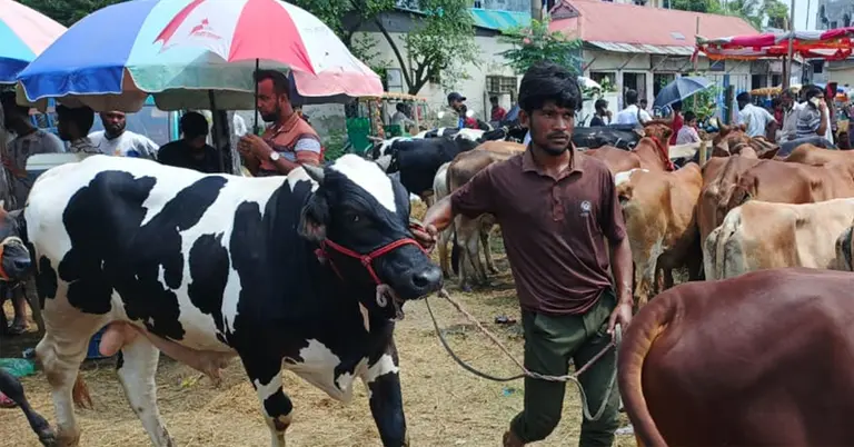 কোরবানির পশু