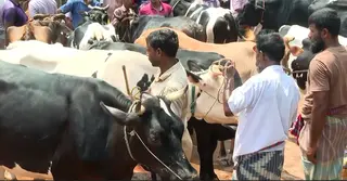 বগুড়ায় কোরবানির হাটে বাড়ছে পশু সরবরাহ; সন্তুষ্ট ক্রেতা