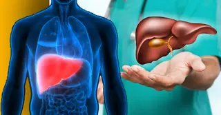 লিভার: শরীরের হজম ও বিষমুক্তির প্রধান নিয়ন্ত্রক