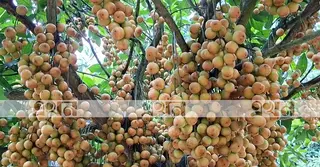 পাহাড়ে বাড়ছে লটকন চাষ; বদলে যাচ্ছে পতিত জমির চিত্র