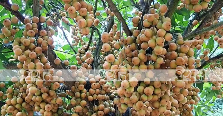 লটকন চাষ